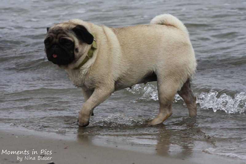 2010-06-26 Arc-en-ciel Arlequin (21).jpg